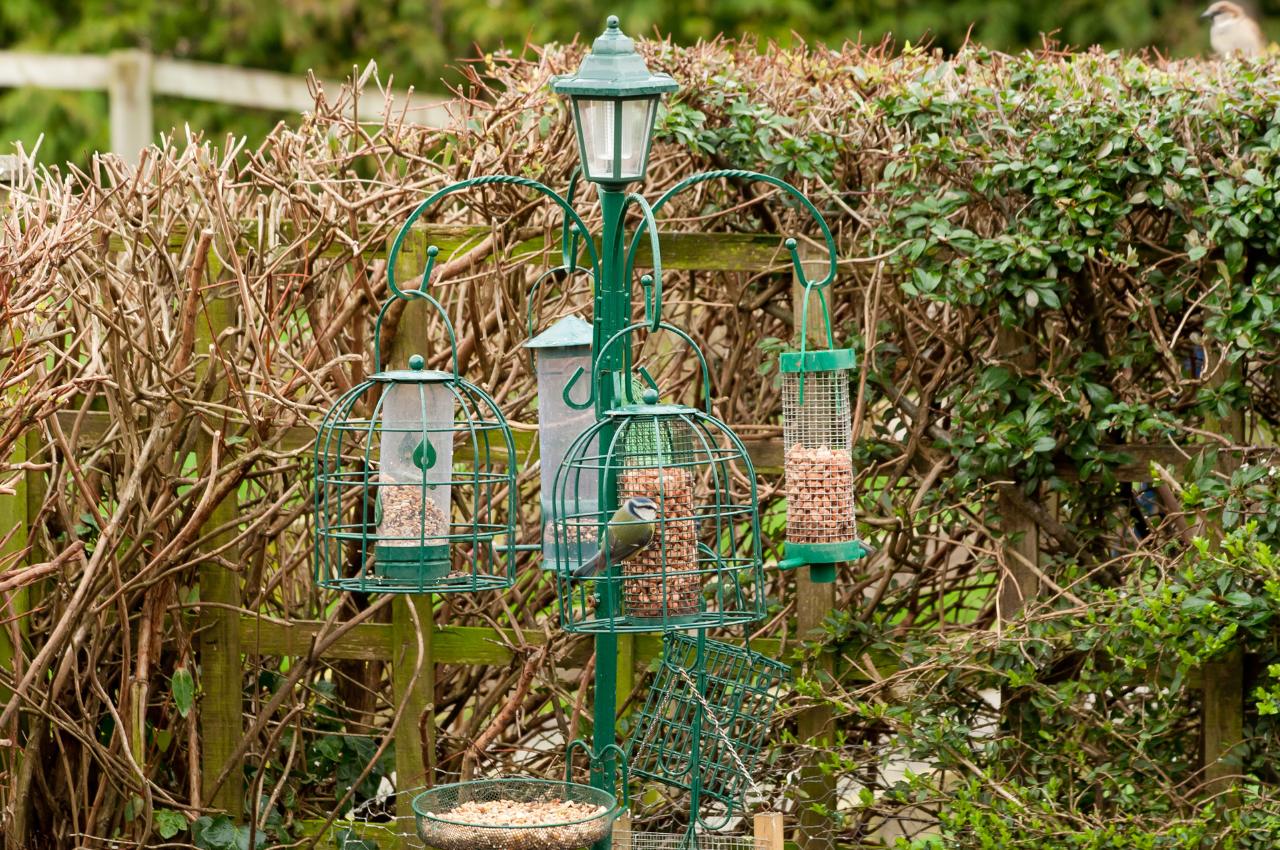 Best Bird Feeder Station Top Tips: Attract More Birds to Your Garden